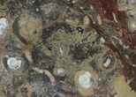 / Fossil Orthoceras & Goniatite Plate - Stoneware #58580-1